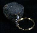 Real Phacops Trilobite Keychain #4722-1